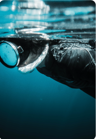 Diving